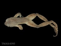 藏品(太田樹蛙)的圖片